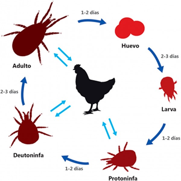 Insecticida ,larvicida ,adultecida BIOTHRIN IGR polvo