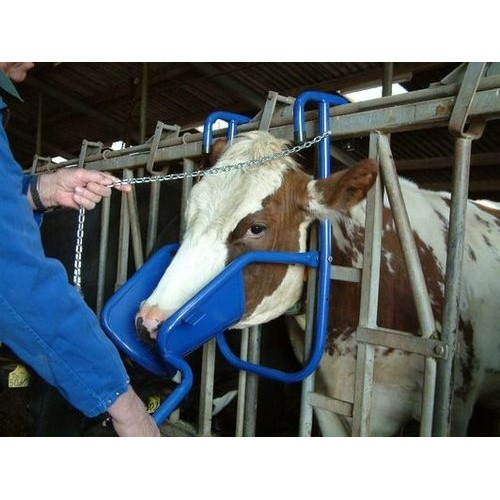 Elevador de cabeza en vacas