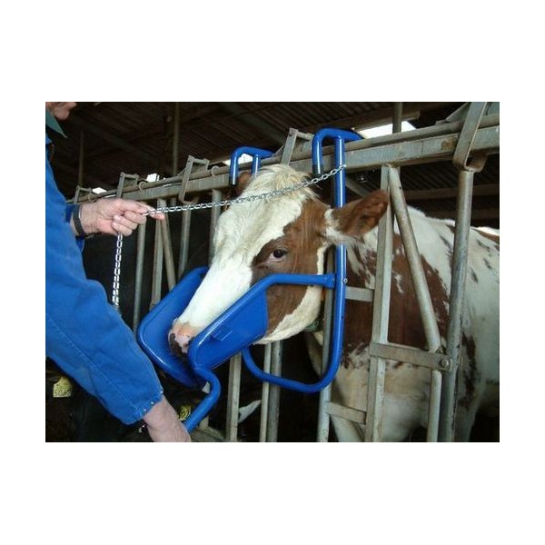 Elevador de cabeza en vacas