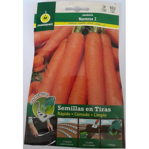 Semilla zanahoria en cinta NANTESA 2