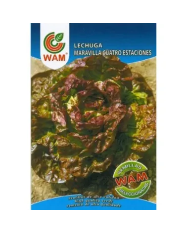 Semilla de lechuga cuatro estaciones