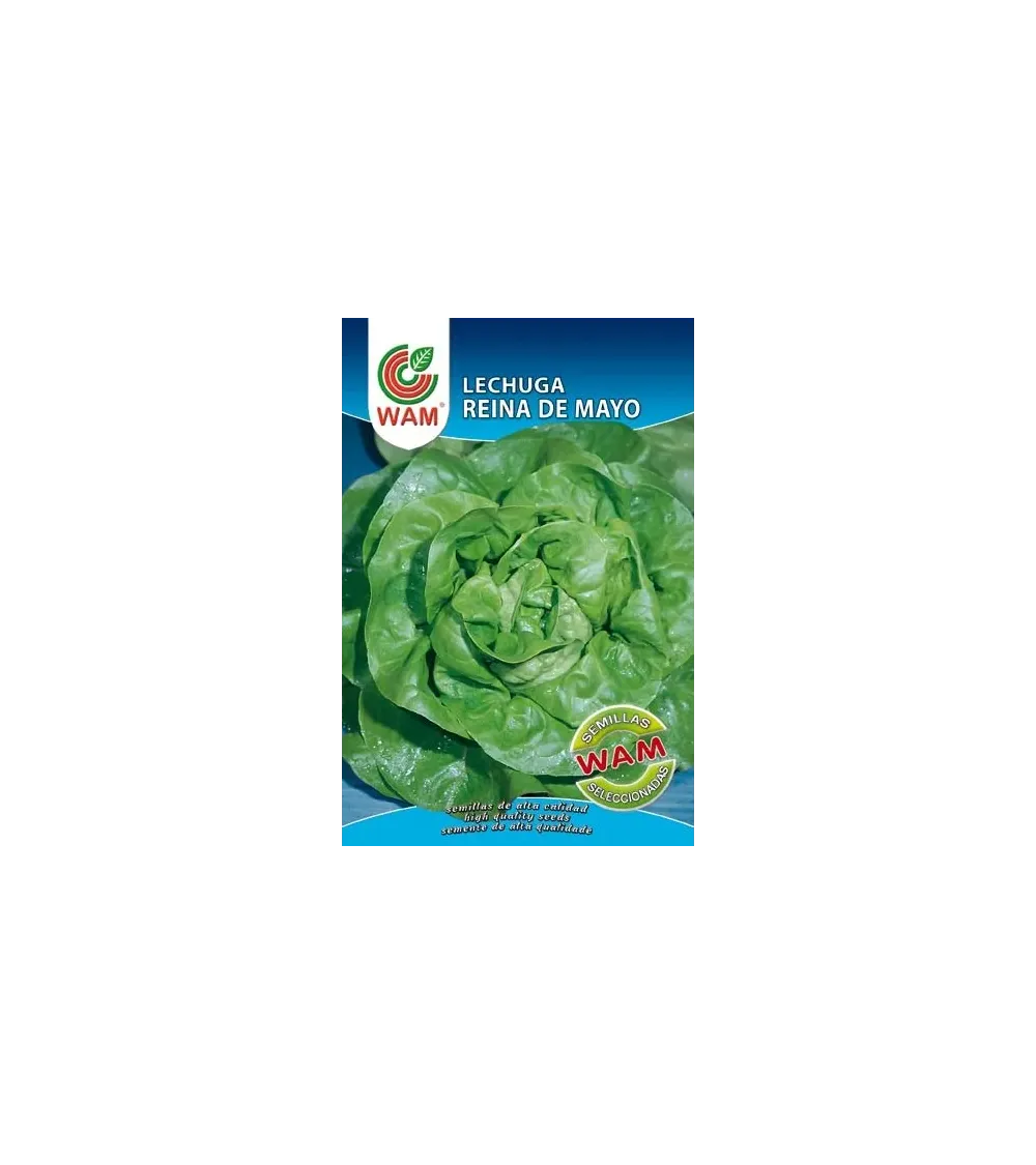 Semilla de lechuga REINA DE MAYO