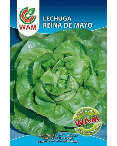 Semilla de lechuga REINA DE MAYO