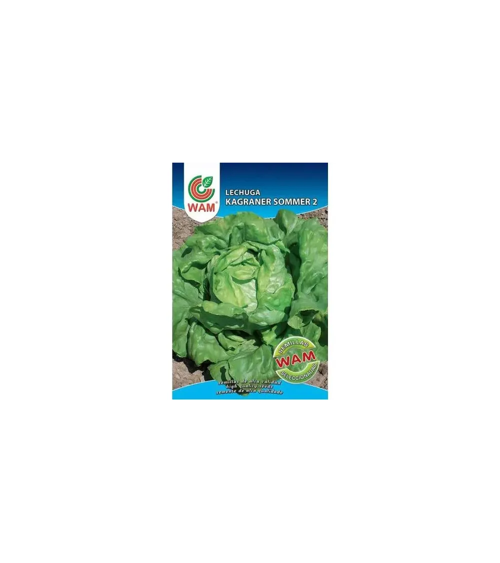 Semilla lechuga Kagraner Sommer 2