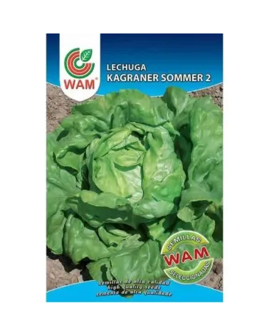 Semilla lechuga Kagraner Sommer 2