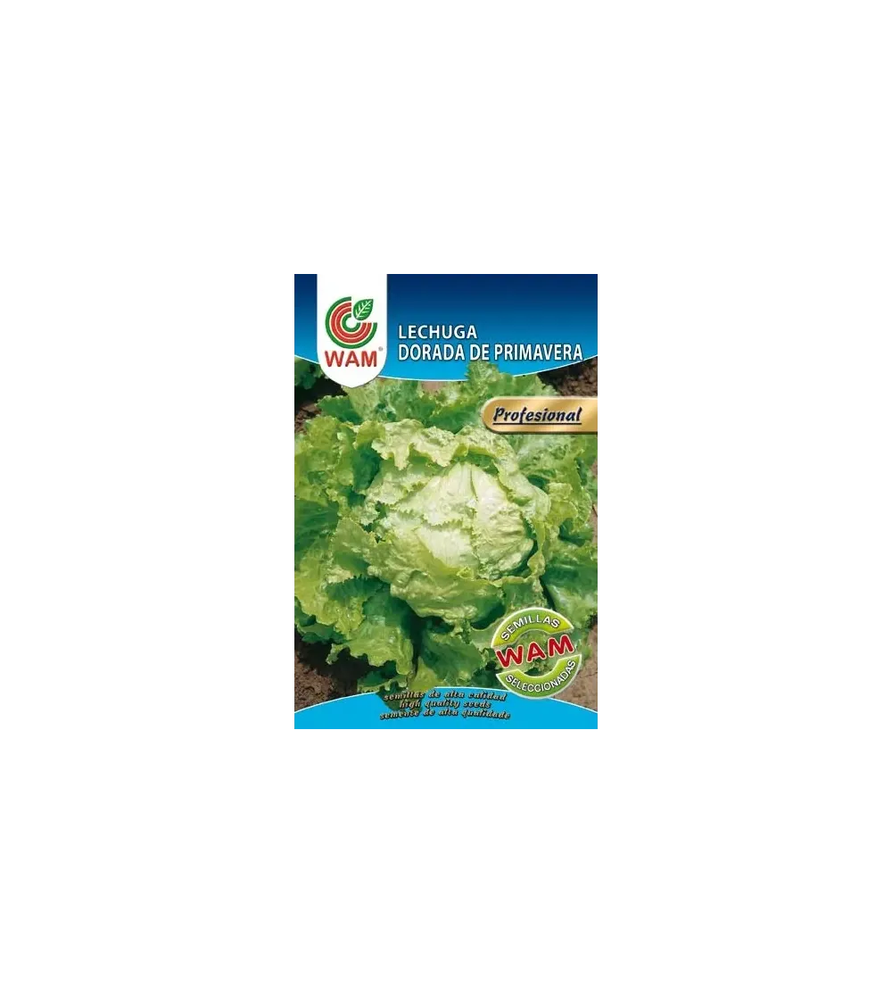 Semilla de lechuga DORADA de primavera