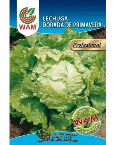 Semilla de lechuga DORADA de primavera