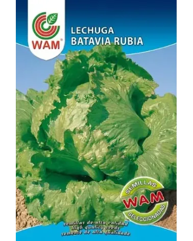 Semilla lechuga batavia rubia