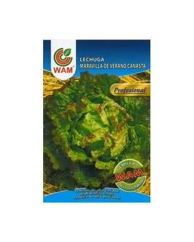 Semilla lechuga MARAVILLA  verano canasta
