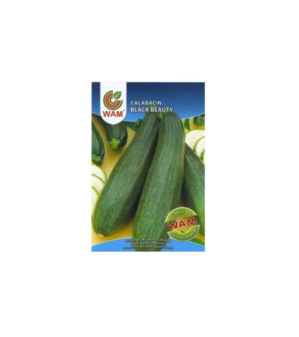 Semilla calabacin black beauty