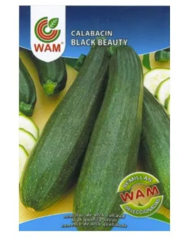 Semilla calabacin black beauty