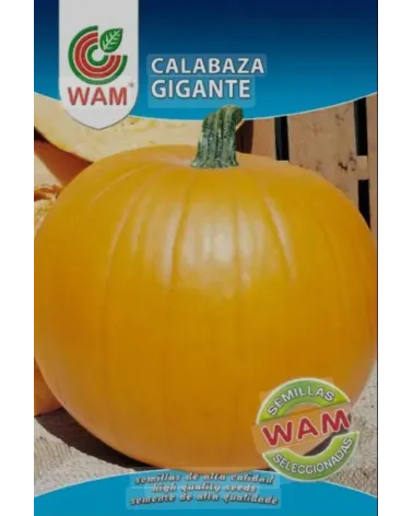 Semilla calabaza gigante amarilla