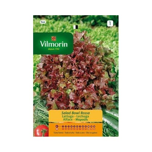 Semilla de lechuga red Salad Bowl de la marca Vilmorin