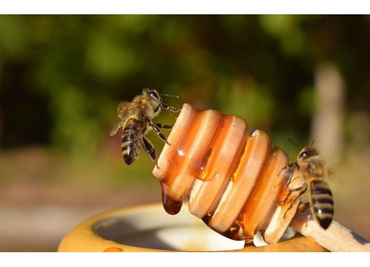 La miel de abeja: una delicia natural para el paladar.