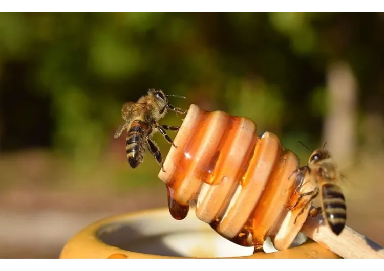 La miel de abeja: una delicia natural para el paladar.