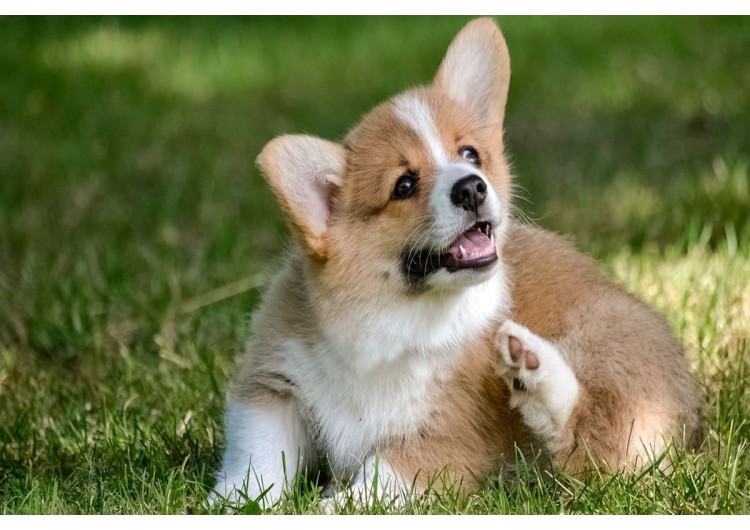 ¿Son efectivos los collares para mascotas?