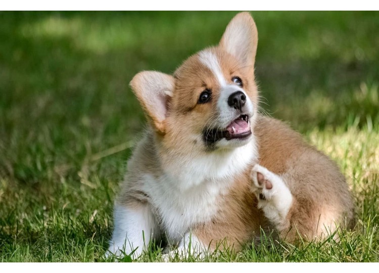 ¿Son efectivos los collares para mascotas?