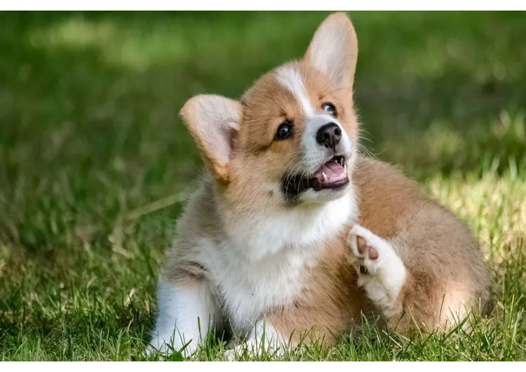 ¿Son efectivos los collares para mascotas?