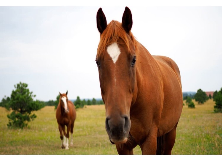 ¿Funcionan los insecticidas para caballos?