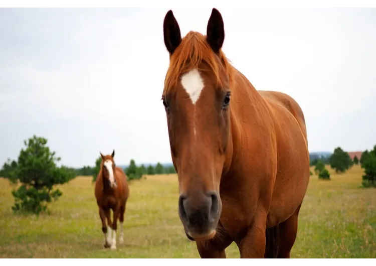 ¿Funcionan los insecticidas para caballos?